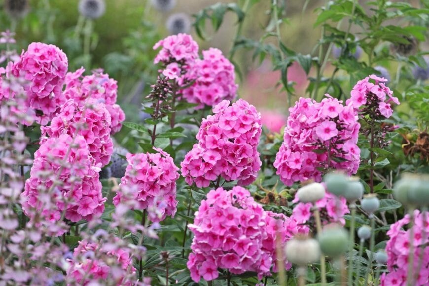 ピンクの宿根フロックスの花