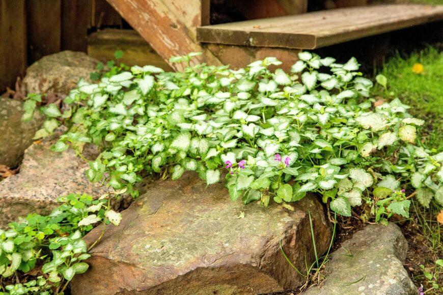 赤紫の小花を咲かせているラミウム
