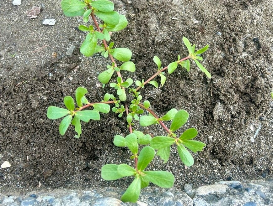 生えている雑草