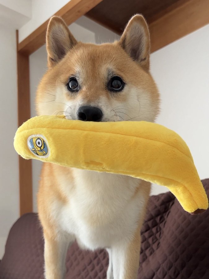 バナナのおもちゃを咥える犬