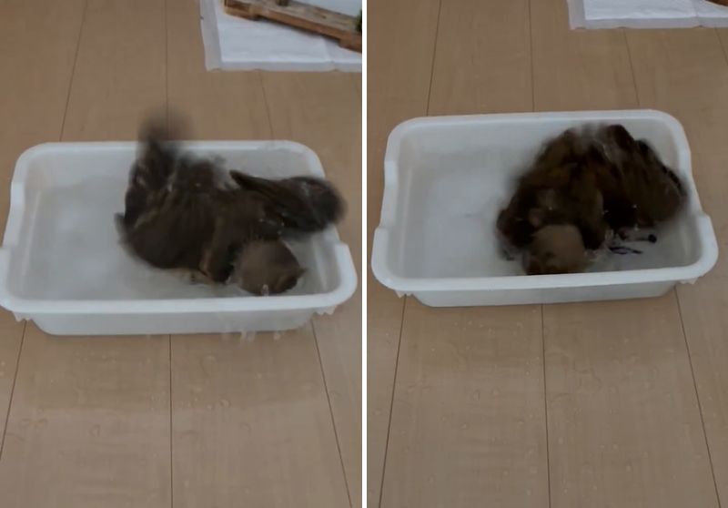 投稿動画のワンシーン