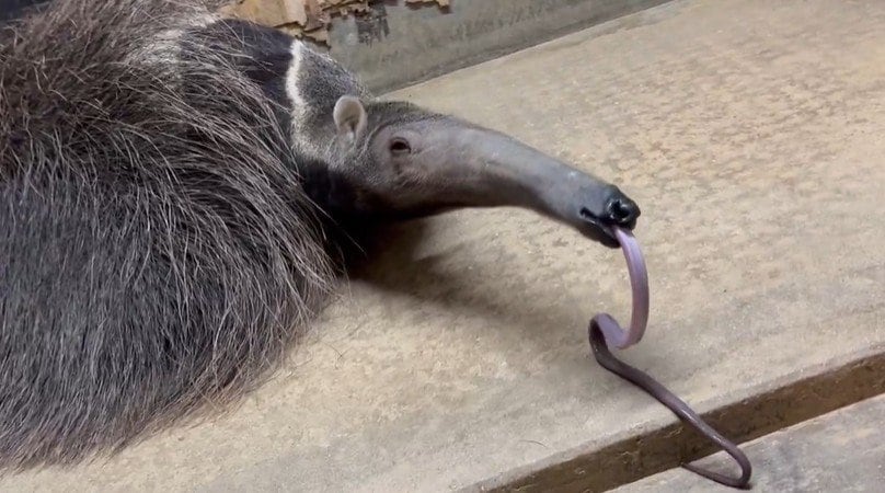 神戸市立王子動物園