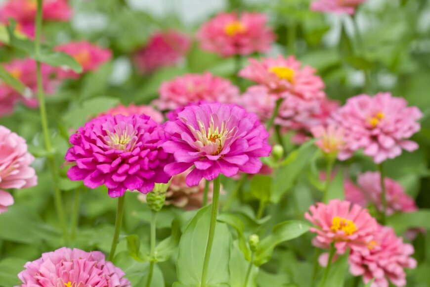 ピンクのジニアの花