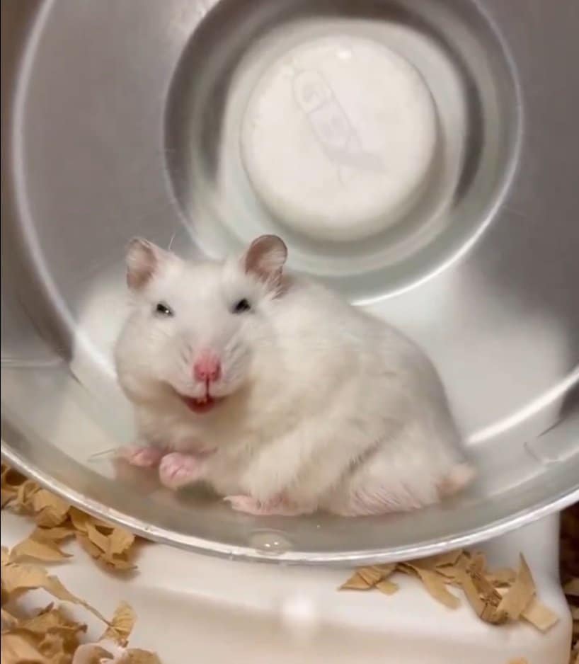 怒ったハムスター