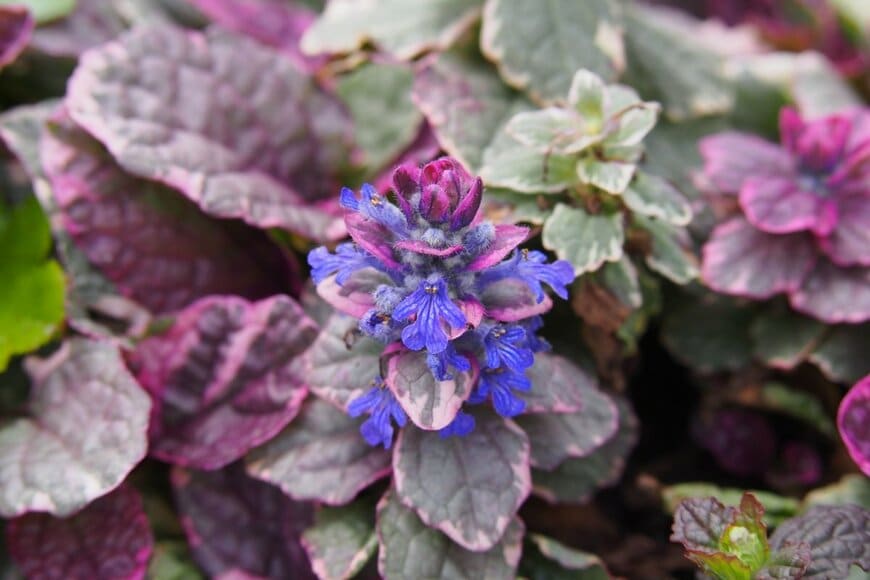 アジュガの花。色は紫。葉は緑いろにピンクが混じる。