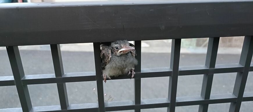 すぽっと挟まっているように見える雛鳥
