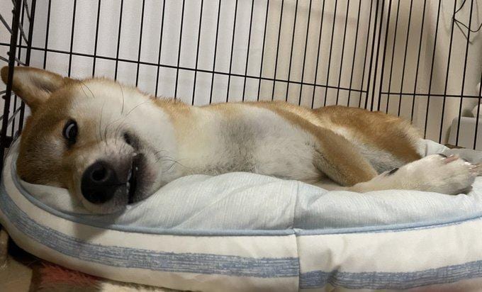 眠っている犬