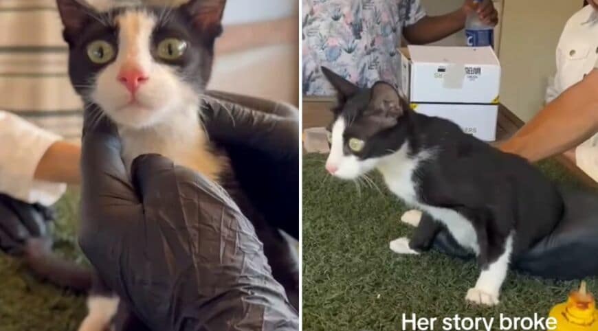出所：<u><a href="https://www.instagram.com/p/DczXKDrIldj/" target="_blank">@sulalaanimalrescue</a></u>