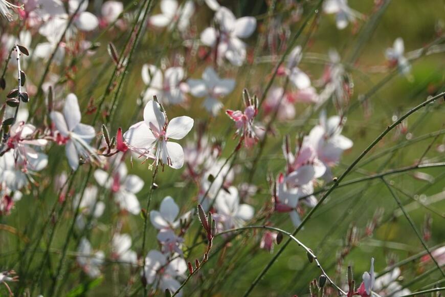 複数咲くガウラ
