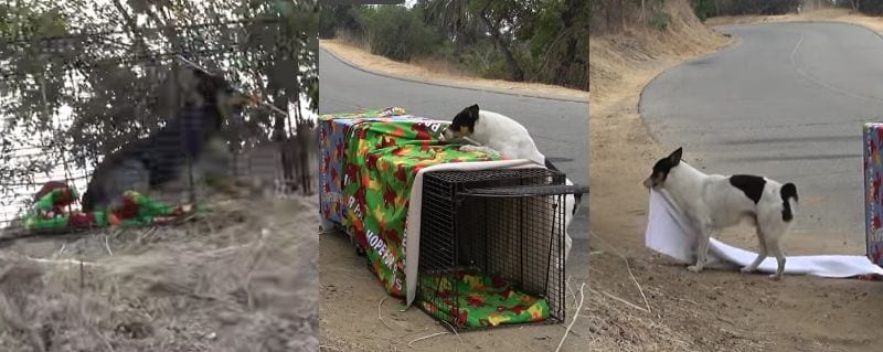 出所：<u><a href="https://www.youtube.com/watch?v=gRdztxfmXj8&t=2s" target="_blank">@hopeforpaws</a></u>