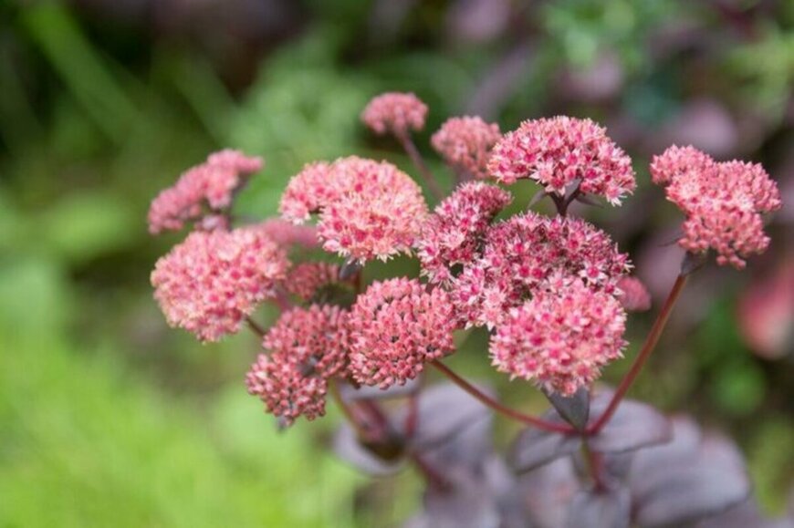 ピンク色の花が満開のカラスバミセバヤ