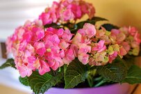 【梅雨のガーデニング】鉢植えアジサイを室内で育てる！美しく咲くオススメ品種も紹介