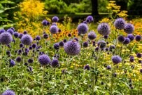 【ガーデニングスケジュール7月】庭のお手入れ＆初夏に花咲く〈オススメ草花5選〉