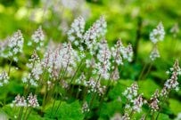 「日陰に強い季節の花」12選で1年中花を楽しむシェードガーデンづくり【2026年ガーデニング計画】