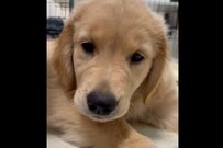 ママ犬にお世話される子犬　終わったことに気づいた反応が可愛い