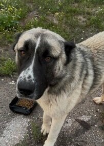 「劣悪な環境」で苦しんでいた大型犬を救出　愛情を受けて笑顔を取り戻した姿にグッときてしまう…