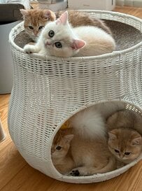 【3Dスキャン中？】子猫の無防備なポーズに完璧なカメラワーク！あまりの可愛さに胸キュン者続出