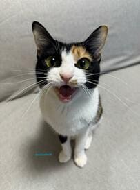 愛嬌たっぷりの美人猫→まさかの場所で眠る表情に魅了されてしまう