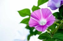 夏休みに息子とアサガオの自由研究を行ったら…数時間での劇的な変化に「知らなかった！」と驚きの声