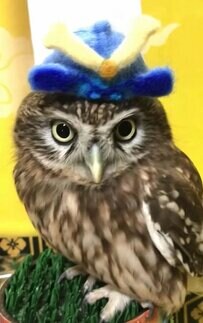 【フクロウVSネコ】こどもの日のコスプレ姿が、かわいすぎて二度見！
