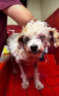 「LOOK AT HER GROW（見て、この子の成長を）」酷い状態で保護された犬の変化に称賛の声