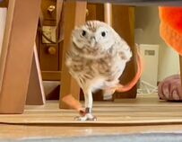 【猛スピードで走るフクロウ】突然疾走！フクロウのカッコよすぎる走り方から目が離せない
