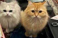 「飼い主がちゅ～る食べてる…」猫達の『可愛い勘違い』に笑いが止まらないと反響！ペットの入手経路も紹介