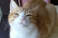 元保護猫さんの可愛すぎる手元に「ニギニギしたい笑」と反響続出