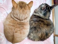 美形の親子猫がおまんじゅうに！？愛くるしいシンクロっぷりにホッコリ