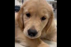ママ犬にお世話される子犬　終わったことに気づいた反応が可愛い