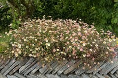 【ガーデニング】庭植え要注意？《こぼれ種で広がりすぎるナチュラル系植物5選》