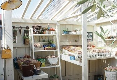楽天市場】多肉植物 棚（奥行き（cm）奥行き：20 ～ 29.9cm）の通販