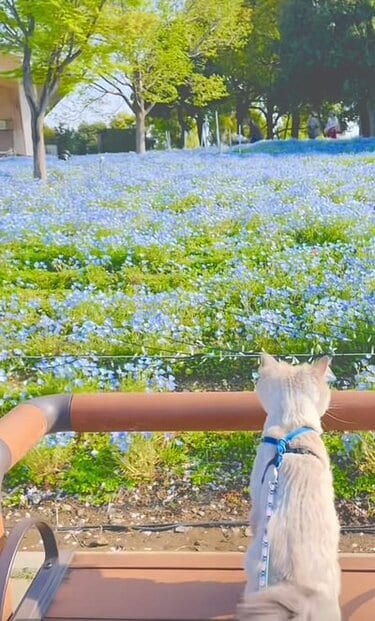 春の川に猫とヒヨドリ♪♪青色 お目々がネモフィラ色！」春の公園を歩く猫ちゃん 青い花と桜に囲まれ