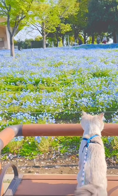 ネモフィラの絨毯に魅入る猫ちゃん
