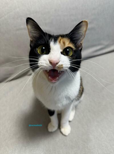 鳴いている猫
