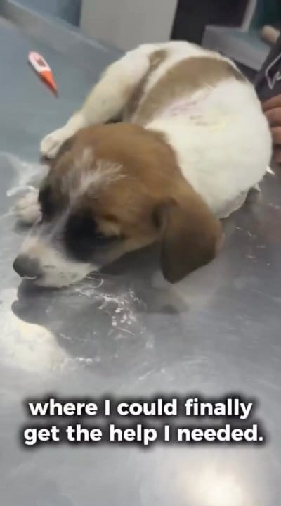 出所：<u><a href="https://www.instagram.com/p/DZ7p1cFPXkb/" target="_blank">@dog_and_cat_rescue_samui</a></u>