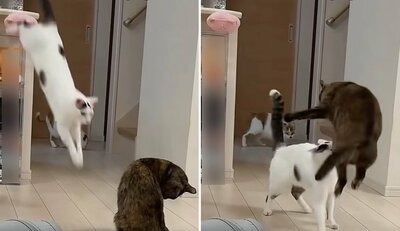 驚いたモモちゃんがまさかの反応!