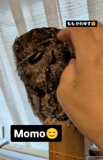 投稿動画のワンシーン