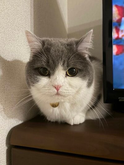 テレビ横でくつろいだ様子のぶりもっちちゃん