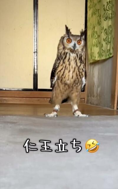 投稿動画のワンシーン