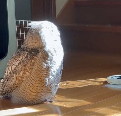 投稿動画のワンシーン