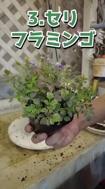 プチ・フルール(@petit_fleur)さん投稿動画のキャプチャ