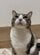 上を見上げる猫の口元…形がかわいいと反響「じぃ〜っと見つめちゃった」の声