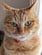 クールな猫がおやつを前に見せたギャップ　笑える顔の変化がクセになる