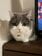 飼い主の就寝を全力阻止。ドアの前で「まだ寝ないで」と無言の圧をかける猫ちゃんが可愛い