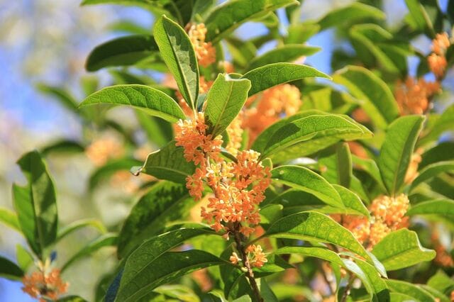 季節ごとに【いい香りの花が咲く】庭木4選！三大香木や狭いスペースで楽しめる常緑低木も紹介