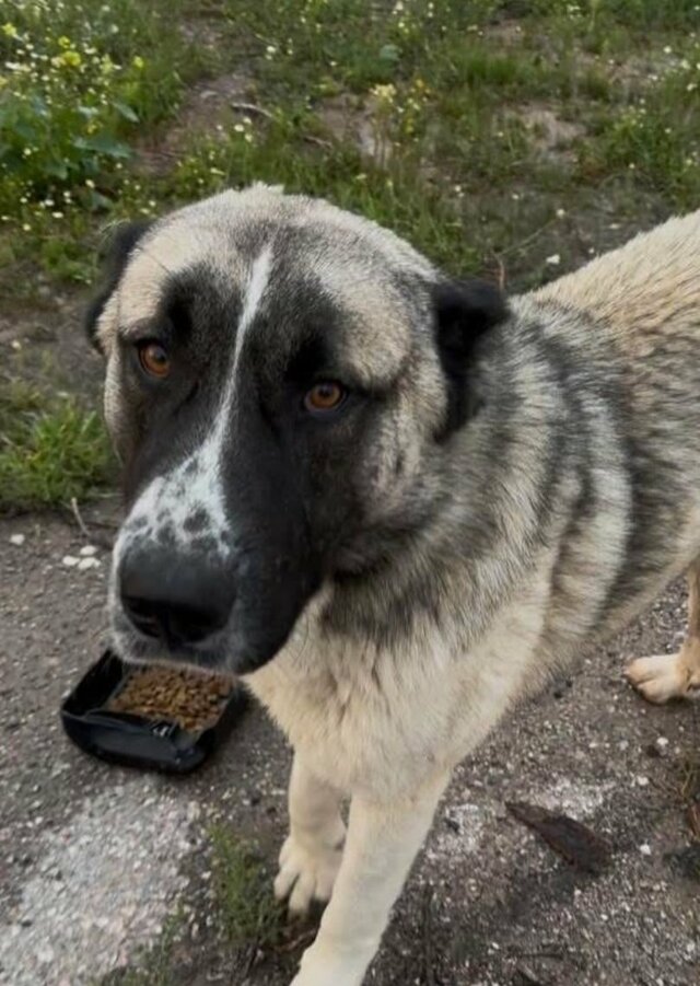 「劣悪な環境」で苦しんでいた大型犬を救出　愛情を受けて笑顔を取り戻した姿にグッときてしまう…