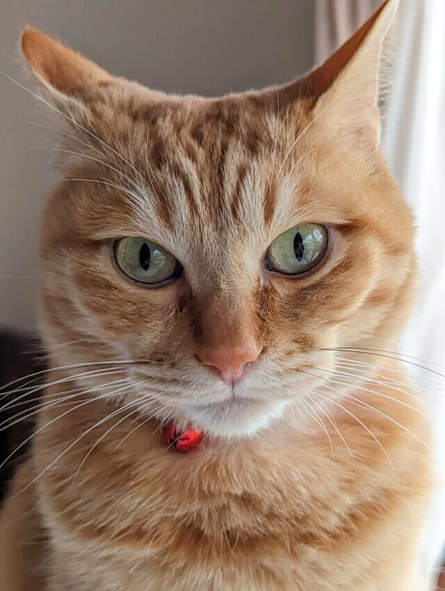 クールな猫がおやつを前に見せたギャップ　笑える顔の変化がクセになる