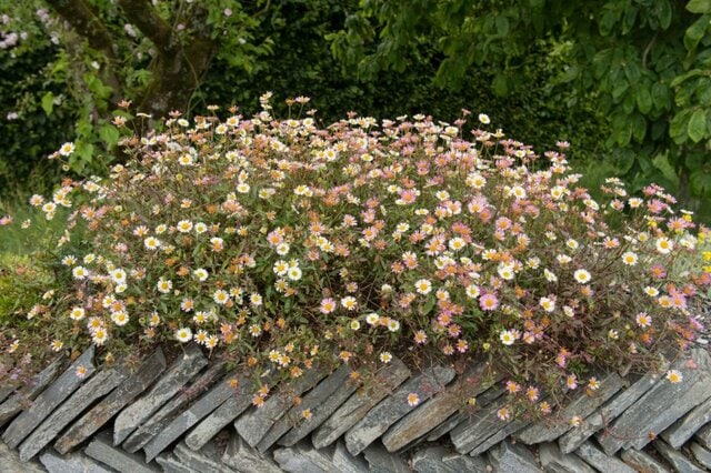 【ガーデニング】庭植え要注意？《こぼれ種で広がりすぎるナチュラル系植物5選》