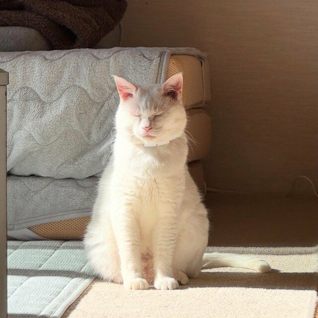 「だまし絵かと思っちゃった」猫ちゃんのポーズに困惑…「え？どうなってるの？」と思わず二度見